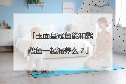 玉面皇冠鱼能和鹦鹉鱼一起混养么？