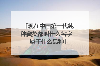 现在中国第一代纯种藏獒都叫什么名字 属于什么品种