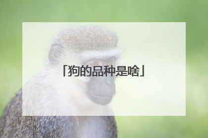 狗的品种是啥