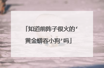 知道前阵子很火的‘黄金蟒吞小狗’吗