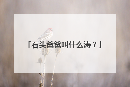 石头爸爸叫什么涛？