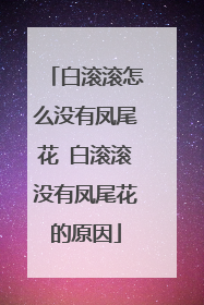 白滚滚怎么没有凤尾花 白滚滚没有凤尾花的原因
