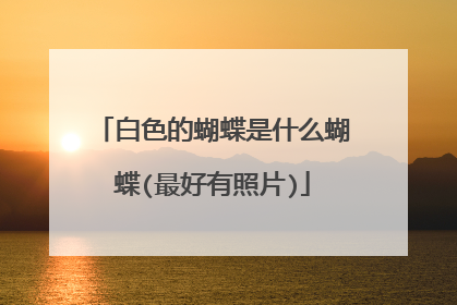 白色的蝴蝶是什么蝴蝶(最好有照片)