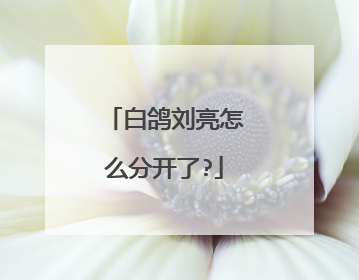 白鸽刘亮怎么分开了?