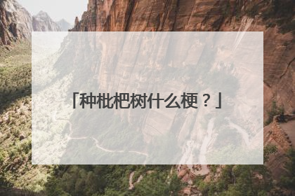 种枇杷树什么梗？