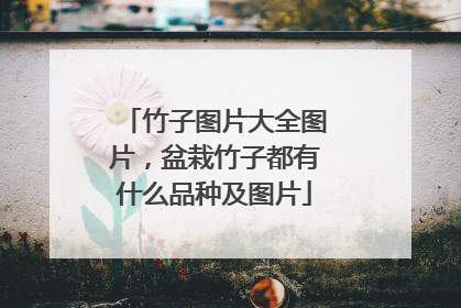 竹子图片大全图片，盆栽竹子都有什么品种及图片