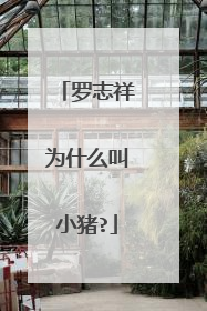 罗志祥为什么叫小猪?
