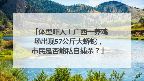 体型吓人！广西一养鸡场出现57公斤大蟒蛇，市民是否能私自捕杀？