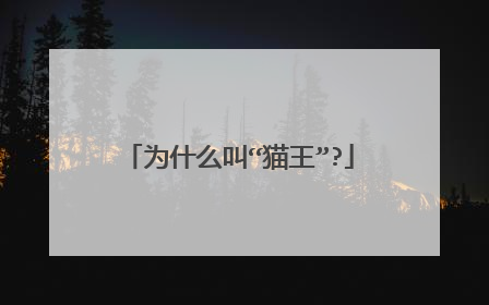 为什么叫“猫王”?