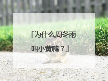 为什么周冬雨叫小黄鸭?