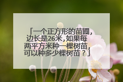 一个正方形的苗圃,边长是26米,如果每两平方米种一棵树苗,可以种多少棵树苗？