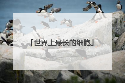 世界上最长的细胞