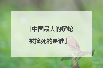 中国最大的蟒蛇被撞死的是谁