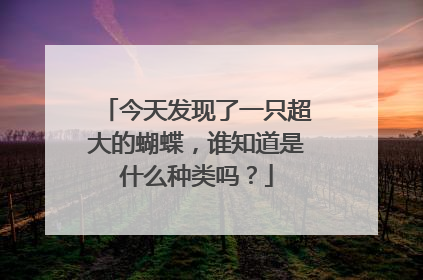 今天发现了一只超大的蝴蝶,谁知道是什么种类吗?