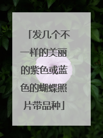 发几个不一样的美丽的紫色或蓝色的蝴蝶照片带品种