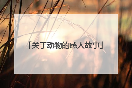 关于动物的感人故事
