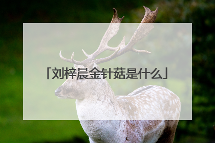 刘梓晨金针菇是什么