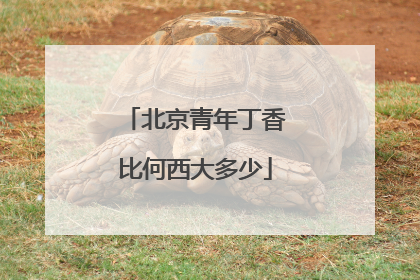 北京青年丁香比何西大多少