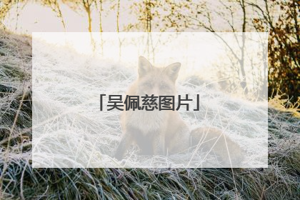 吴佩慈图片