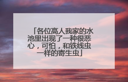 各位高人我家的水池里出现了一种很恶心,可怕,和铁线虫一样的寄生虫