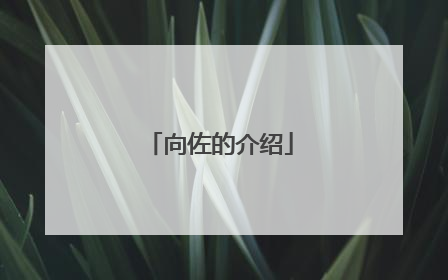 向佐的介绍