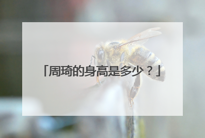 周琦的身高是多少?