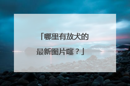 哪里有敖犬的最新图片噻?