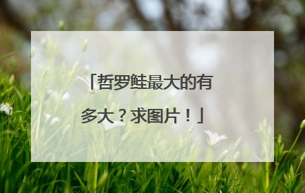 哲罗鲑最大的有多大?求图片!