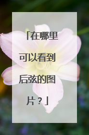 在哪里可以看到后弦的图片？
