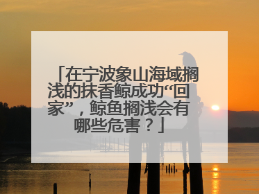 在宁波象山海域搁浅的抹香鲸成功“回家”,鲸鱼搁浅会有哪些危害?