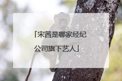 宋茜是哪家经纪公司旗下艺人