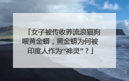 女子被传收养流浪猫狗喂黄金蟒,黄金蟒为何被印度人作为“神灵”?