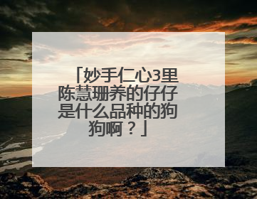 妙手仁心3里陈慧珊养的仔仔是什么品种的狗狗啊?
