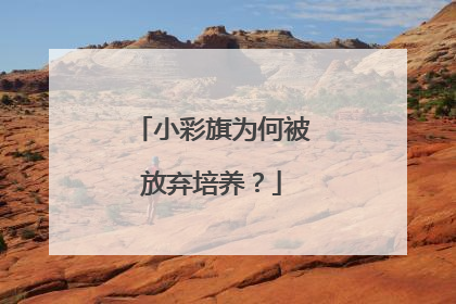 小彩旗为何被放弃培养？