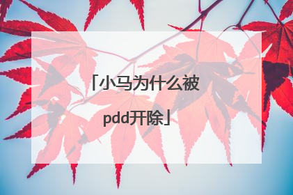 小马为什么被pdd开除