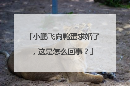 小鹏飞向鸭蛋求婚了，这是怎么回事？