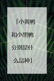 小黄鸭和小黑鸭分别是什么品种