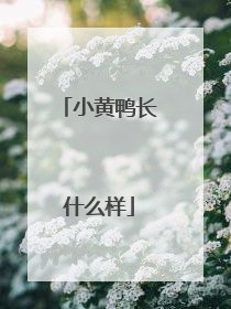 小黄鸭长什么样