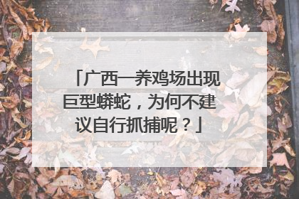 广西一养鸡场出现巨型蟒蛇,为何不建议自行抓捕呢?