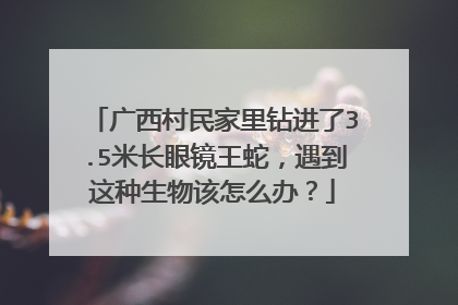 广西村民家里钻进了3.5米长眼镜王蛇,遇到这种生物该怎么办?