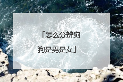 怎么分辨狗狗是男是女