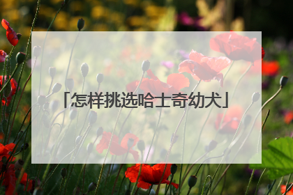 怎样挑选哈士奇幼犬