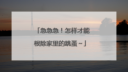 急急急！怎样才能根除家里的跳蚤～