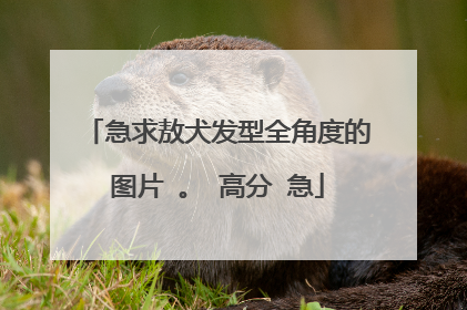急求敖犬发型全角度的图片 。 高分 急
