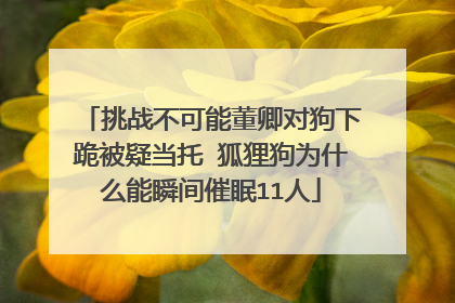 挑战不可能董卿对狗下跪被疑当托 狐狸狗为什么能瞬间催眠11人