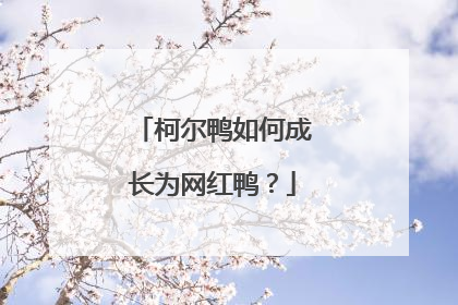 柯尔鸭如何成长为网红鸭？