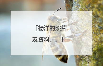 杨洋的照片及资料。。