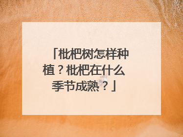枇杷树怎样种植？枇杷在什么季节成熟？