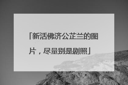 新活佛济公芷兰的图片，尽量别是剧照