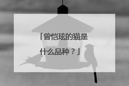 曾恺玹的猫是什么品种？